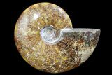 Polished Ammonite Fossil - Madagascar #173173-1